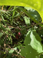 Disholcaspis globosa