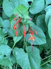 Clerodendrum japonicum
