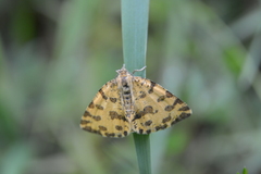 Pseudopanthera macularia