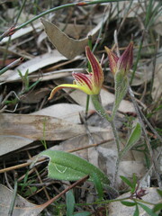 Caladenia flava