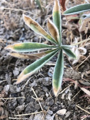 Lupinus lepidus