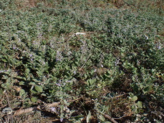 Vitex rotundifolia
