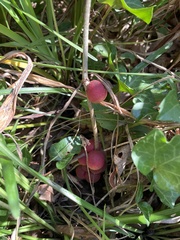 Disholcaspis globosa