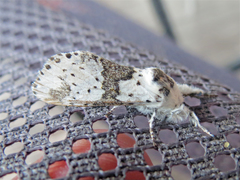 Furcula scolopendrina