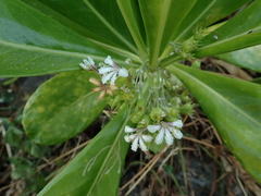 Scaevola taccada