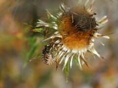 Carpocoris fuscispinus