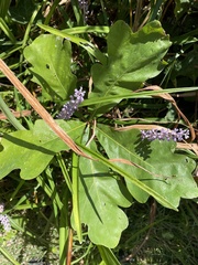 Disholcaspis globosa