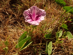 Ipomoea pes-caprae