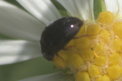 Olibrus