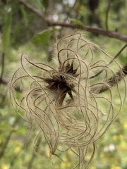 Clematis crispa