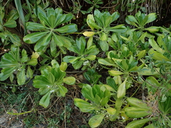 Scaevola taccada