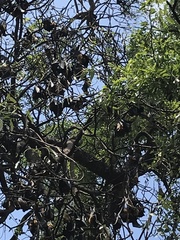 Pteropus