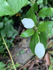 Mussaenda parviflora