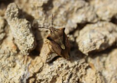 Carpocoris fuscispinus