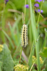 Zygaena lonicerae