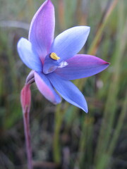 Thelymitra cornicina