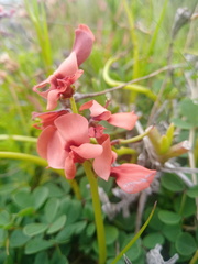 Indigofera procumbens