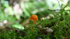 Hygrocybe cantharellus