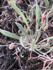 Eriogonum heracleoides