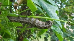 Agrius cingulata