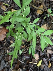 Amorphophallus henryi