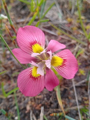 Moraea tricolor