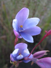 Thelymitra cornicina