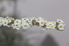 Spiraea prunifolia pseudoprunifolia