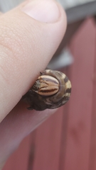 Agrius cingulata