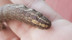 Agrius cingulata