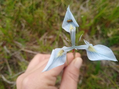 Moraea tripetala