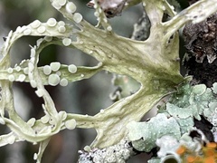 Ramalina celastri