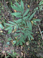 Sapindus mukorossi