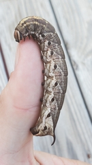 Agrius cingulata