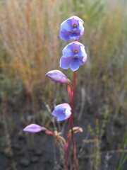 Thelymitra cornicina
