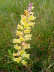 Lachenalia pallida