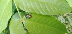 Eurydema