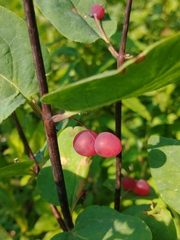 Lonicera utahensis