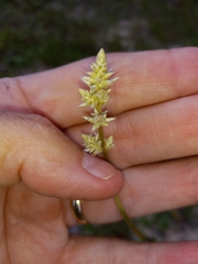 Froelichia floridana