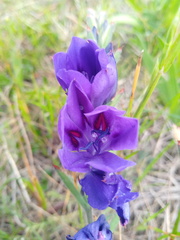 Babiana angustifolia