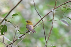 Pachycephala hypoxantha