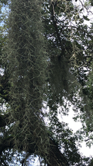 Tillandsia usneoides