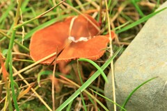 Laccaria bicolor
