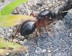 Camponotus sanctus
