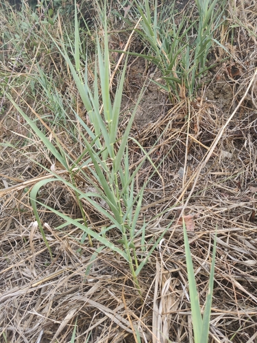 Image of Arundo plinii by (c) Riccardo Rocca, some rights reserved (CC BY)