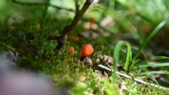 Hygrocybe cantharellus
