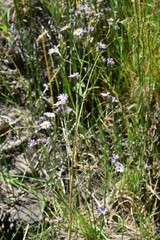 Symphyotrichum ascendens