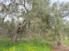 Eucalyptus camaldulensis