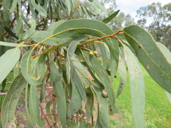 Eucalyptus camaldulensis