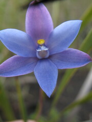Thelymitra cornicina